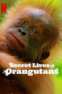 دانلود فیلم Secret Lives of Orangutans 2024